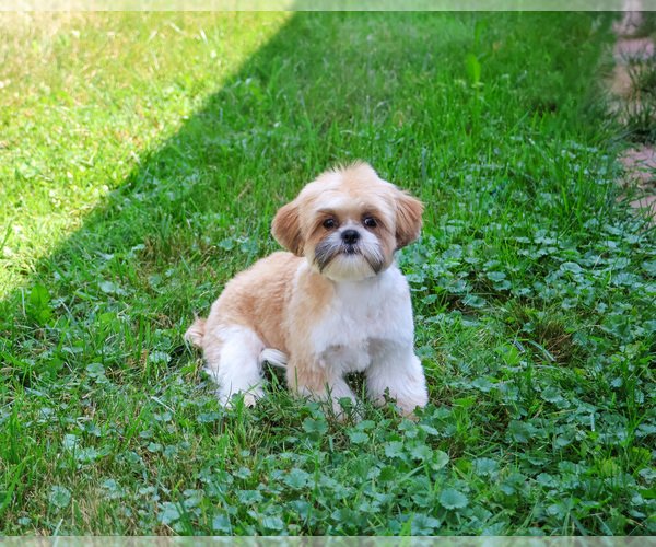 Medium Photo #6 Shih Tzu Puppy For Sale in SYRACUSE, IN, USA