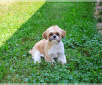 Small #5 Shih Tzu