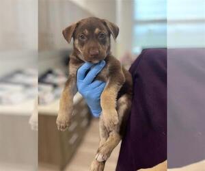 German Shepherd Dog-Huskies Mix Dogs for adoption in Baytown, TX, USA