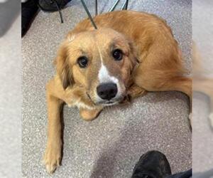 Golden Retriever-Unknown Mix Dogs for adoption in Louisville, KY, USA