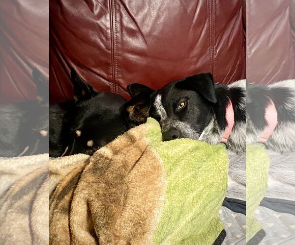 Medium Photo #9 Mutt Puppy For Sale in Sandy, UT, USA