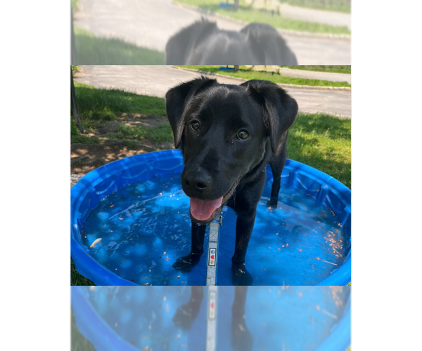Medium Photo #4 Mutt Puppy For Sale in Elmsford, NY, USA