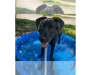 Anna - Female Mutt Dog for Adoption - Photo #4