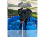 Small #3 Mutt