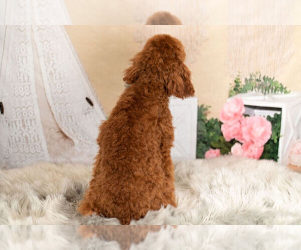 Medium Photo #14 Poodle (Toy) Puppy For Sale in WARSAW, IN, USA