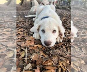 Akbash Dog Puppy for sale in BROOKSVILLE, FL, USA
