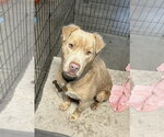 Small #8 Labrador Retriever Mix