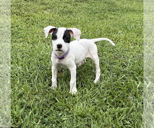 American Staffordshire Terrier-Unknown Mix Dogs for adoption in Holly Springs, NC, USA