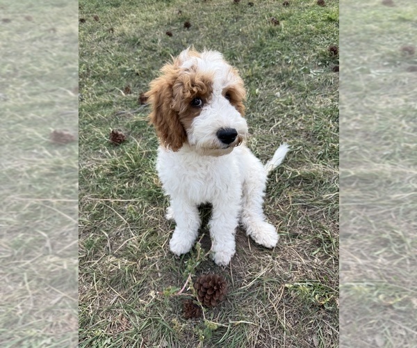 Medium Photo #14 Goldendoodle (Miniature) Puppy For Sale in ELBERT, CO, USA