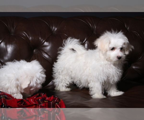 Medium Photo #7 Maltese Puppy For Sale in WOODSTOCK, CT, USA