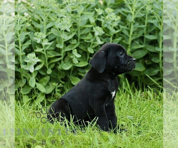 Medium Photo #3 Cane Corso Puppy For Sale in QUARRYVILLE, PA, USA
