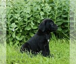 Small #2 Cane Corso