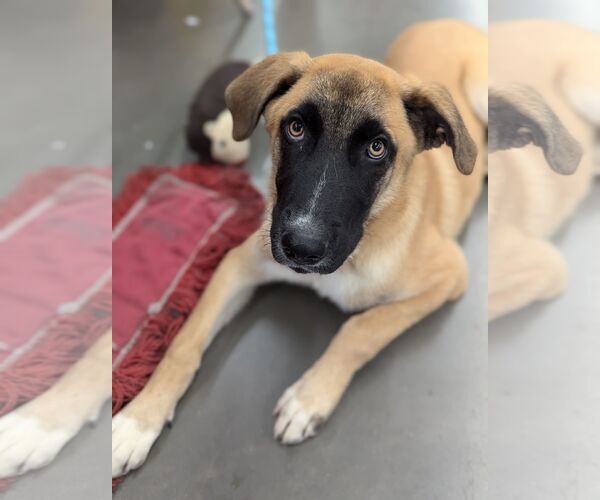 Medium Photo #3 Mutt Puppy For Sale in El Centro, CA, USA