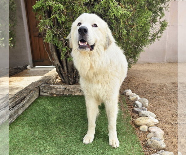 Medium Photo #4 Great Pyrenees Puppy For Sale in Albuquerque, NM, USA