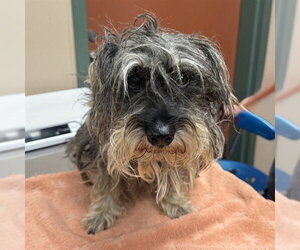 Lhasa Apso-Unknown Mix Dogs for adoption in Rancho Cucamonga, CA, USA