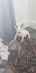 Small Photo #106 Bull Terrier Puppy For Sale in JACKSON, MI, USA