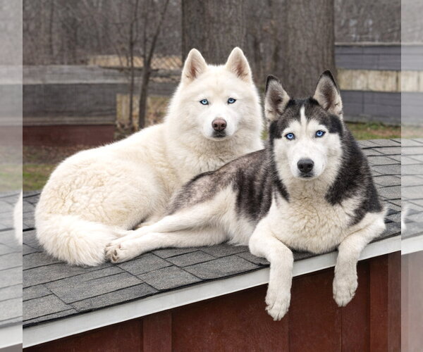 Medium Photo #2 Siberian Husky-Unknown Mix Puppy For Sale in Unionville, PA, USA