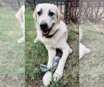 Small Photo #2 Labrador Retriever Puppy For Sale in Spring, TX, USA