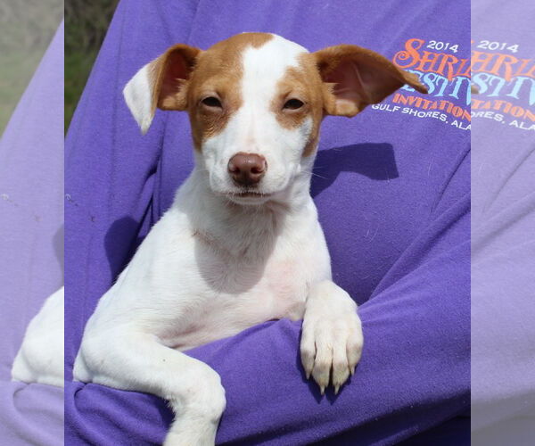 Medium Photo #2 Jack Chi Puppy For Sale in Prattville, AL, USA