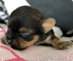 Small Photo #2 Yorkshire Terrier Puppy For Sale in SEYMOUR, IN, USA