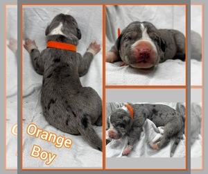 Great Dane Puppy for sale in MARSHVILLE, NC, USA