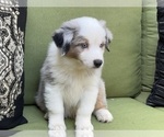 Puppy Tommy Miniature Australian Shepherd