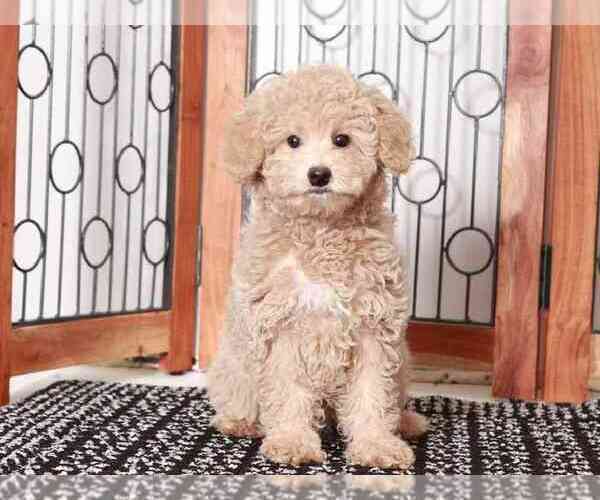 Medium Photo #1 Poodle (Miniature) Puppy For Sale in NAPLES, FL, USA