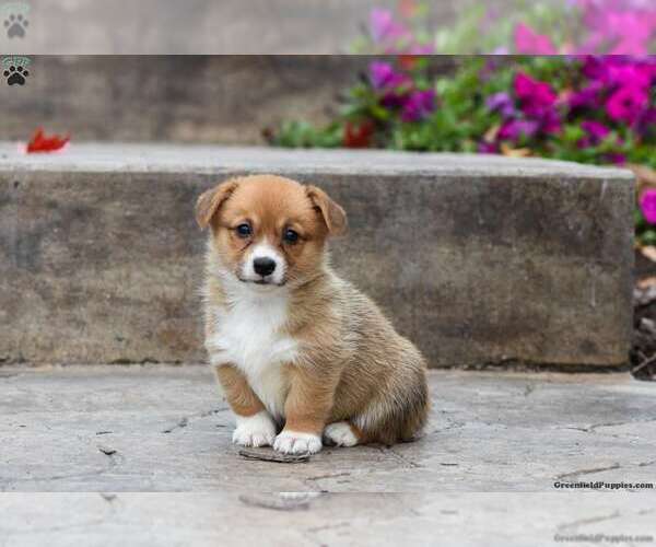 Medium Photo #2 Pembroke Welsh Corgi Puppy For Sale in MILLERSBURG, PA, USA