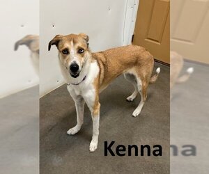 Carolina Dog-Whippet Mix Dogs for adoption in Mountain View, AR, USA