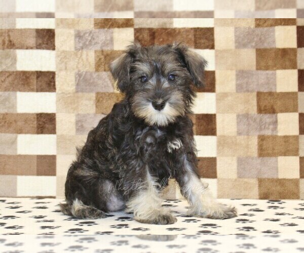 Medium Photo #4 Schnauzer (Miniature) Puppy For Sale in DENVER, PA, USA