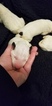 Small Photo #3 Bull Terrier Puppy For Sale in JACKSON, MI, USA