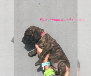 Great Dane Puppy for sale in GREENBRIER, TN, USA