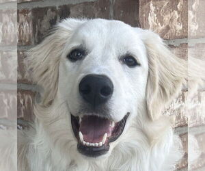 Great Pyrenees Dogs for adoption in Dallas, TX, USA