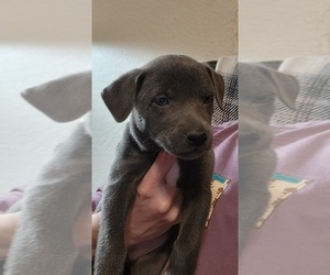 Blue Lacy Puppy for sale in MULBERRY, FL, USA