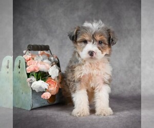 Aussiedoodle Miniature  Puppy for sale in ITASCA, TX, USA