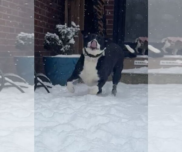 Medium Photo #7 Labrador Retriever-Unknown Mix Puppy For Sale in Holly Springs, NC, USA