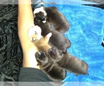 Small Photo #7 American Bully-Bullypit Mix Puppy For Sale in N HIGHLANDS, CA, USA