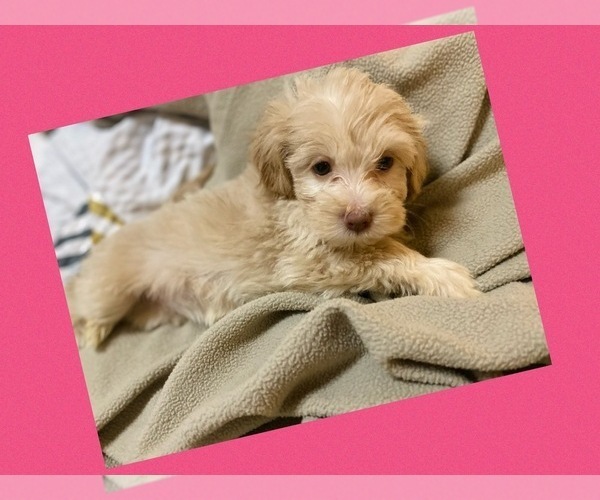 Medium Photo #3 Maltipoo-Poodle (Toy) Mix Puppy For Sale in CARROLLTON, TX, USA