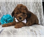 Small Photo #13 Aussiedoodle Puppy For Sale in LAKELAND, FL, USA
