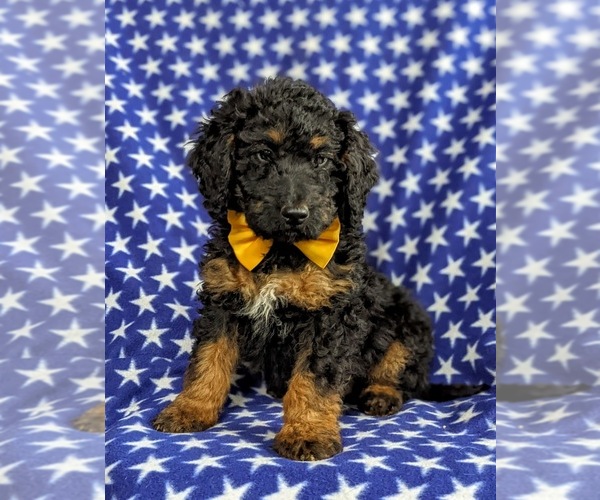 Medium Photo #1 Double Doodle Puppy For Sale in CHRISTIANA, PA, USA