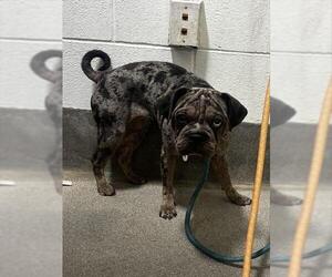 Bulldog Dogs for adoption in Forestville, MD, USA