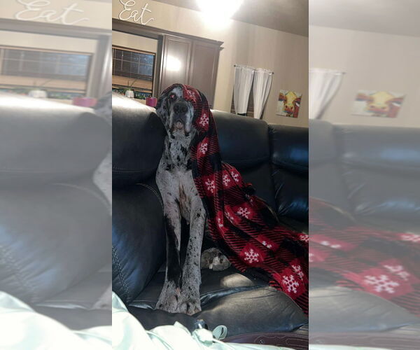 Medium Photo #3 Great Dane Puppy For Sale in Bullard, TX, USA