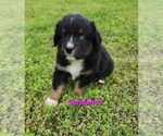 Puppy Sundance Australian Shepherd