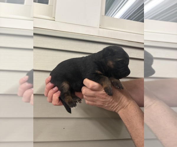 Medium Photo #1 German Shepherd Dog Puppy For Sale in DECATUR, IN, USA