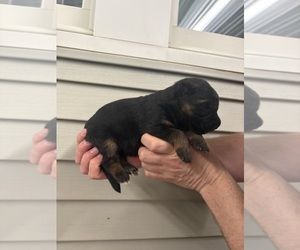 German Shepherd Dog Puppy for sale in DECATUR, IN, USA