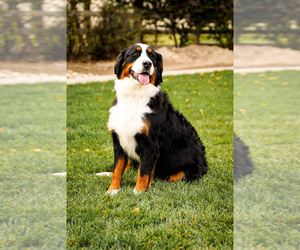 Mother of the Bernese Mountain Dog puppies born on 10/05/2022
