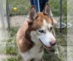 Small Huskies  Mix
