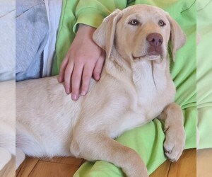 Labrador Retriever Puppy for sale in EVANS MILLS, NY, USA