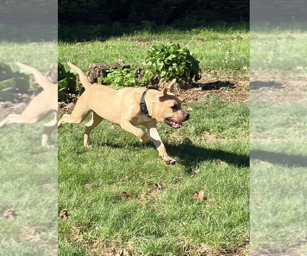 Medium Photo #4 American Pit Bull Terrier-American Staffordshire Terrier Mix Puppy For Sale in Brewster, NY, USA