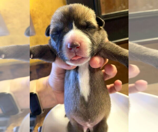 Medium Photo #1 Mutt Puppy For Sale in Imlay City, MI, USA